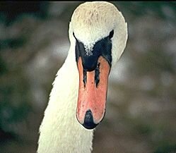 Description: Mute Swan